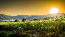 Lake Vineyard Escape - Image 5