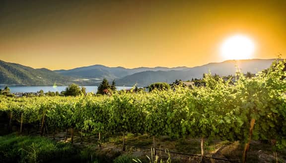 Lake Vineyard Escape - Image 5
